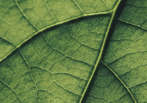 What absorbs solar radiation?